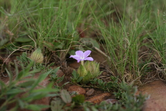 Barleria macrostegia
