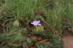 Barleria macrostegia
