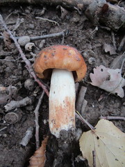 Russula illota