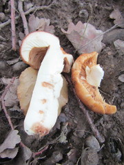 Russula illota