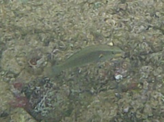 Stethojulis balteata