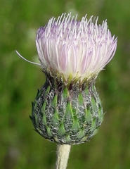 Tyrimnus leucographus