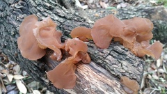 Auricularia fuscosuccinea