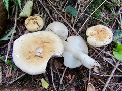 Russula fellea
