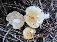 Russula fellea