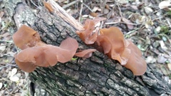 Auricularia fuscosuccinea