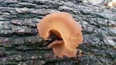 Auricularia fuscosuccinea