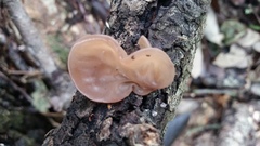 Auricularia fuscosuccinea