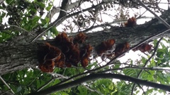 Auricularia fuscosuccinea