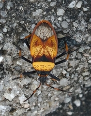 Largus humilis