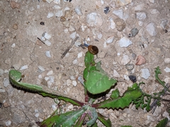 Eopolita protensa