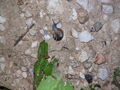 Eopolita protensa