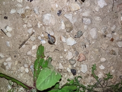 Eopolita protensa