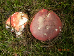 Russula lepida