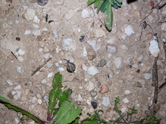 Eopolita protensa