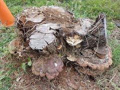 Ganoderma martinicense