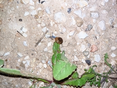Eopolita protensa