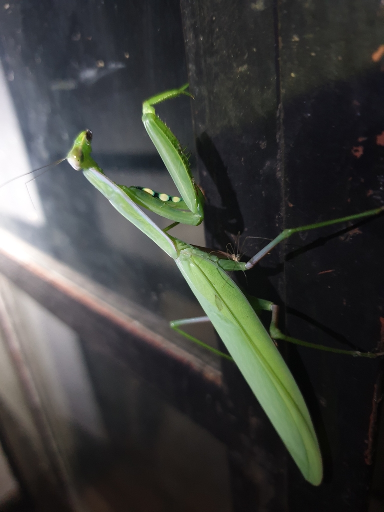 Paramantis nyassana