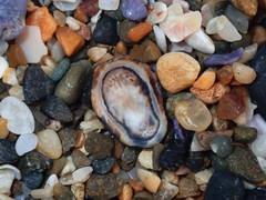 Patelloida latistrigata