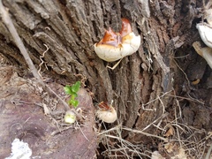 Ganoderma martinicense