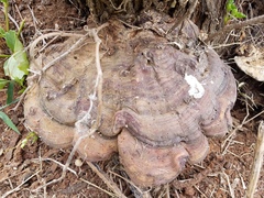 Ganoderma martinicense