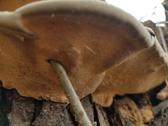 Ganoderma martinicense