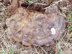 Ganoderma martinicense