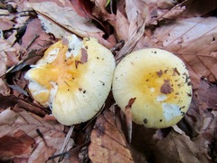 Russula solaris