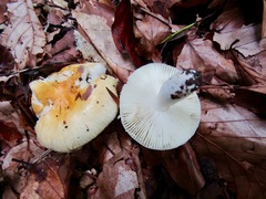 Russula solaris