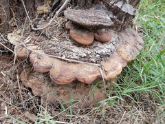 Ganoderma martinicense
