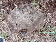 Ganoderma martinicense