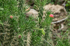 Cylindropuntieae
