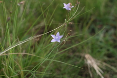Wahlenbergia cuspidata