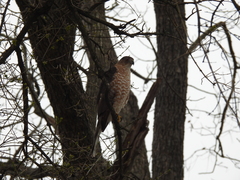 Accipiter cooperii