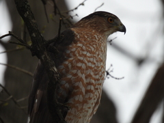 Accipiter cooperii