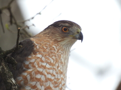 Accipiter cooperii