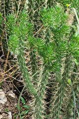 Cylindropuntieae