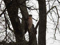 Accipiter cooperii