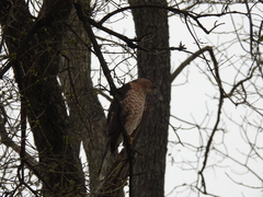 Accipiter cooperii