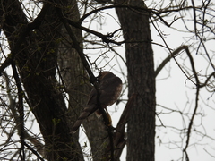 Accipiter cooperii