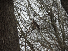 Accipiter cooperii