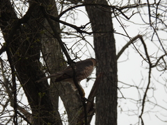 Accipiter cooperii