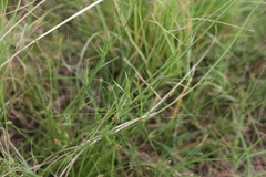 Wahlenbergia cuspidata