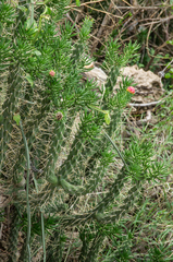 Cylindropuntieae