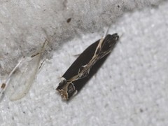 Chaliniastis astrapaea