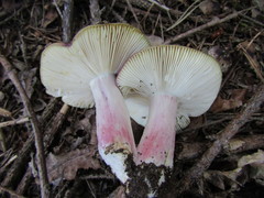 Russula queletii
