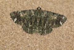 Aeolochroma rhodochlora