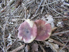 Russula queletii