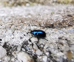 Gastrophysa janthina