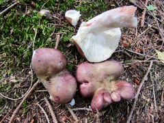 Russula queletii
